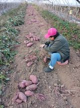 팜모닝 고구마·영농일지 게시글 이미지