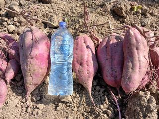 자기왕사랑해님의 고구마 · 영농일지 작성글 사진