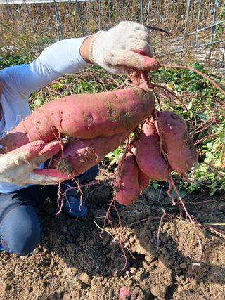 자기왕사랑해님의 고구마 · 영농일지 작성글 사진