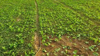 돌산갓농부(김승렬)님의 기타작물 · 영농일지 작성글 사진