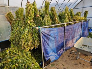 마중물0715님의 들깨 · 영농일지 작성글 사진