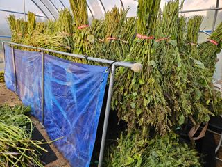 마중물0715님의 들깨 · 영농일지 작성글 사진