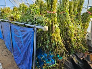 마중물0715님의 들깨 · 영농일지 작성글 사진