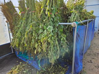 마중물0715님의 들깨 · 영농일지 작성글 사진