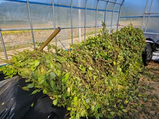 마중물0715님의 들깨 · 영농일지 작성글 사진