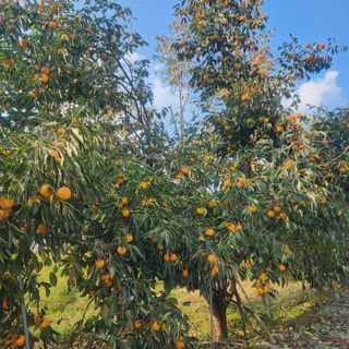 에덴농원님의 감 · 영농일지 작성글 사진