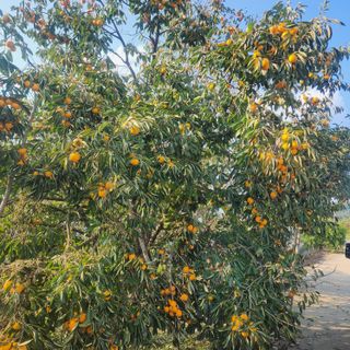 에덴농원님의 감 · 영농일지 작성글 사진