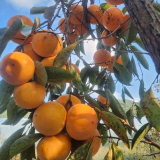 에덴농원님의 감 · 영농일지 작성글 사진