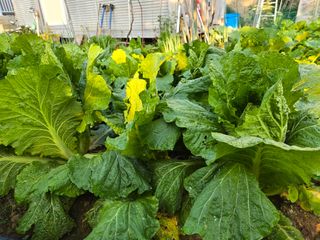 들깨19622님의 배추 · 영농일지 작성글 사진