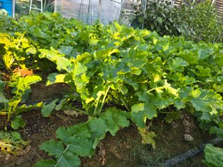 들깨19622님의 배추 · 영농일지 작성글 사진