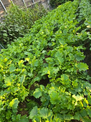 들깨19622님의 배추 · 영농일지 작성글 사진