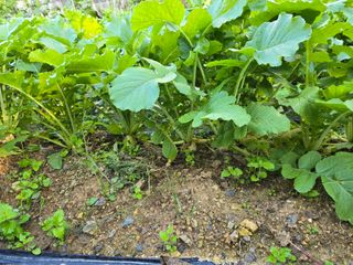 들깨19622님의 배추 · 영농일지 작성글 사진