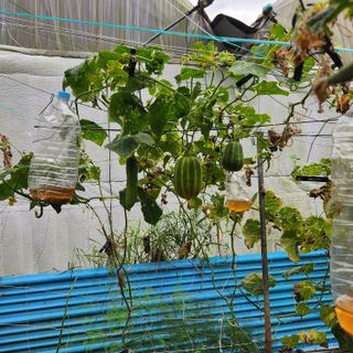 임태빈탑정호주말농장님의 기타작물 · 영농일지 작성글 사진