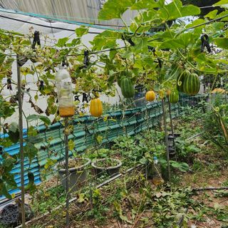 임태빈탑정호주말농장님의 기타작물 · 영농일지 작성글 사진