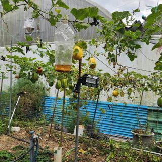 임태빈탑정호주말농장님의 기타작물 · 영농일지 작성글 사진