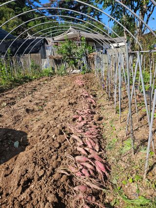 강류담15632님의 고구마 · 영농일지 작성글 사진