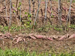 강류담15632님의 고구마 · 영농일지 작성글 사진