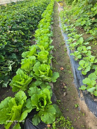 ♡청심전유삼♡님의 양배추 · 영농일지 작성글 사진