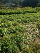 팜모닝 들깨·영농일지 게시글 이미지