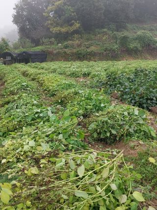 시골살이님의 자유주제 · 자유게시판 작성글 사진