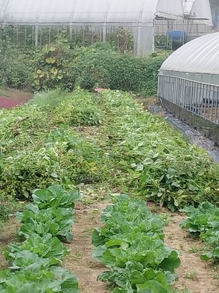 시골살이님의 자유주제 · 자유게시판 작성글 사진