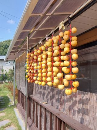 시골살이님의 자유주제 · 자유게시판 작성글 사진
