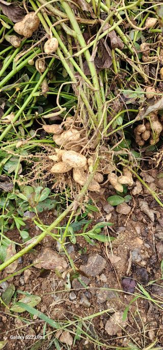 28 268 HQ님의 기타작물 · 영농일지 작성글 사진