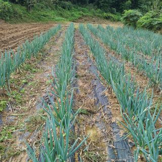 사무엘님의 파 · 영농일지 작성글 사진