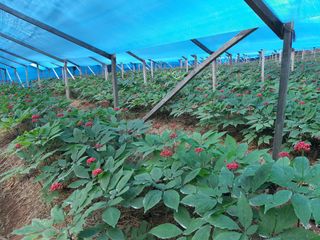 고숙자님의 기타작물 · 영농일지 작성글 사진