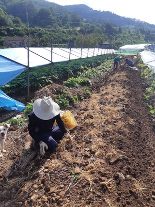 고숙자님의 기타작물 · 영농일지 작성글 사진