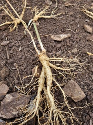 고숙자님의 기타작물 · 영농일지 작성글 사진