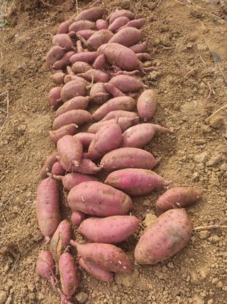 호박12769님의 자유주제 · 자유게시판 작성글 사진