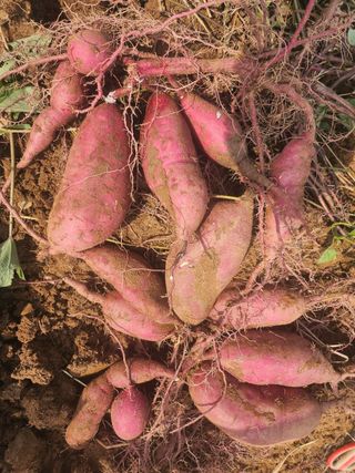 호박12769님의 자유주제 · 자유게시판 작성글 사진