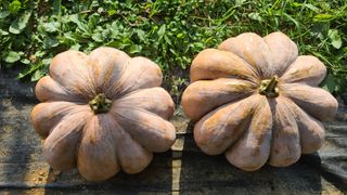 호박12769님의 자유주제 · 자유게시판 작성글 사진