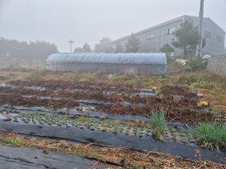 유재일님의 들깨 · 영농일지 작성글 사진