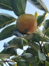 팜모닝 감·병해충상담 게시글 이미지