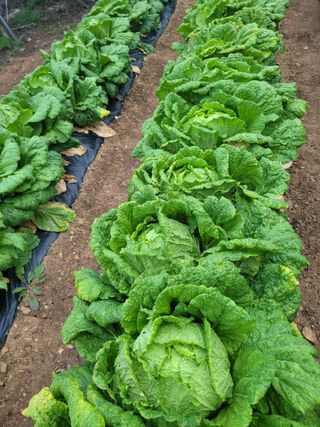 진성체리님의 배추 · 영농일지 작성글 사진