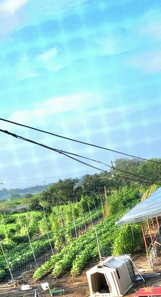 하면된다 실천님의 양배추 · 자유게시판 작성글 사진