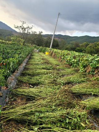 천지현황님의 들깨 · 영농일지 작성글 사진