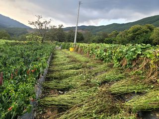 천지현황님의 들깨 · 영농일지 작성글 사진