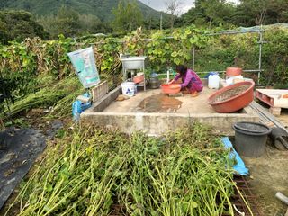 천지현황님의 들깨 · 영농일지 작성글 사진