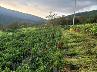 천지현황님의 들깨 · 영농일지 작성글 사진
