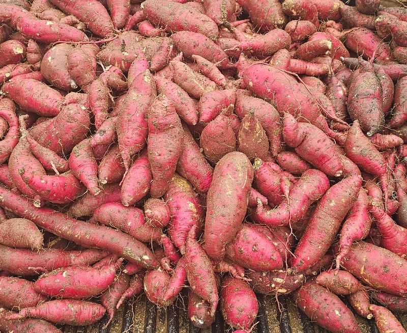 장터 상품 [고구마 하루까 박스당 10kg] 썸네일