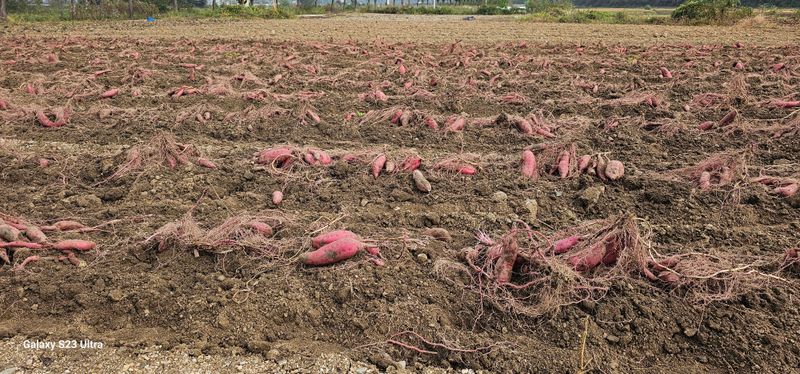 박범홍님의 장터 판매 상품 [고구마 하루까 박스당 10kg] 첨부 사진