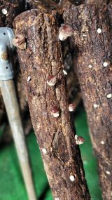 팜모닝 버섯·영농일지 게시글 이미지