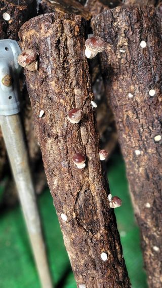 Im절시구님의 버섯 · 영농일지 작성글 사진