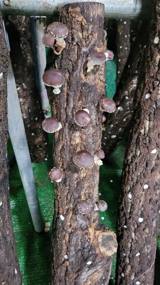 Im절시구님의 버섯 · 영농일지 작성글 사진