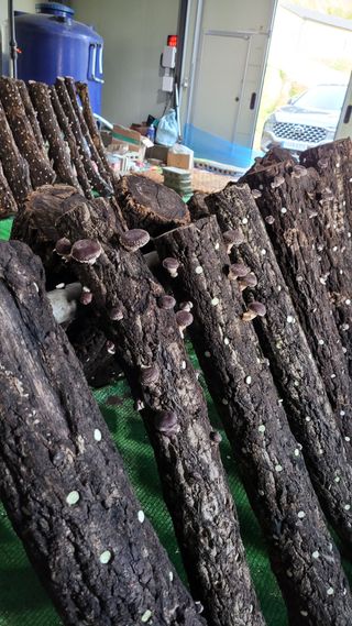 Im절시구님의 버섯 · 영농일지 작성글 사진