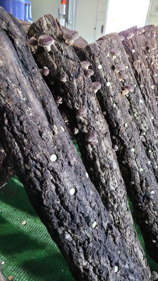 Im절시구님의 버섯 · 영농일지 작성글 사진