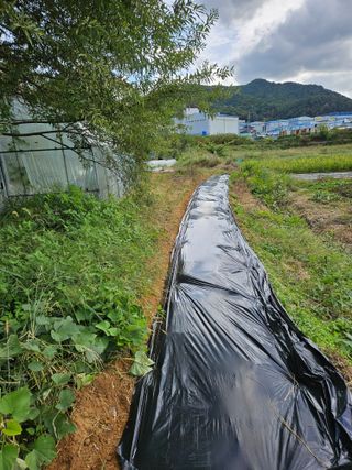 장문업 님의 마늘 · 영농일지 작성글 사진